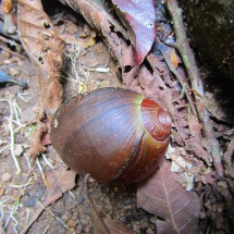 Snail on the hike between Mury and Nova Friburgo